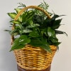 Assorted plants in a large basket.

