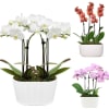 A stunning arrangement of exquisite orchids.
Set in a stylish container, this arrangement
