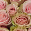 Bouquet of pink roses.

Standard size - 9 roses
Deluxe size - 15 roses
Premium