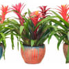 A beautiful and big 8&quot; Bromeliad Garden in an exotic drip-glazed ceramic