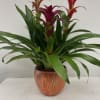 A beautiful and big 8&quot; Bromeliad Garden in an exotic drip-glazed ceramic