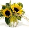 Sunflowers in rose bowl with lemon tip foliage. Fresh Flowers delivered in