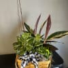 A beautiful mix of plants that will bring life and beauty to