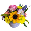 Lil Jar of Joy is a burst of happiness in bloom. A