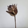 Naturally beautiful and effortlessly timeless, our Dried Flower Stems are perfect for