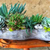 Six exquisite succulents with fresh moss and river rocks.