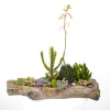 The use of faux driftwood as a vessel to hold this unique