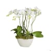 This long lasting Elegant Phalaenopsis Orchid Garden is a statement piece that
