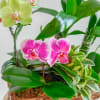 Meet Leafy Hampy &mdash; your lush little jungle in a basket. This