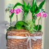 Meet Leafy Hampy &mdash; your lush little jungle in a basket. This