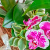 Meet Leafy Hampy &mdash; your lush little jungle in a basket. This