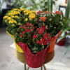 A long lasting bloomer, this Len Busch Roses grown Calandiva plant is