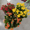 A long lasting bloomer, this Len Busch Roses grown Calandiva plant is