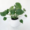 This monstera plant present in a 7.5inch white ceramic planter. It&#039;s a