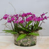 This simple design features purple Orchids rising out of a large Moss-filled