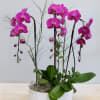 This vase arrangement pairs 3 cascading purple orchids with succulents and assorted