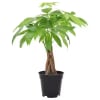 Want to add a touch of good fortune and positive energy to