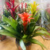 Pretty triple Bromeliad plant in ceramic container 