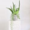 Lush and sculptural, the foxtail fern brings a touch of wild elegance