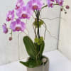 Beautiful double stem phalaenopsis orchid plant with succulent in ceramic pot. Color
