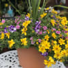Give the gift of beautiful flowers...that will last all season long! This