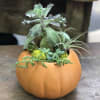 A trendy fall arrangement! Check out these hardy succulents in a pumpkin