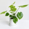 Monstera is very easy to take care. It benefit for indoor 
