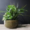 A variety of plants that are aesthetically pleasing together and live well