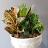 A variety of plants that are aesthetically pleasing together and live well