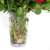 Long stem Ecuadorian roses with large beautiful heads that open beautifully every