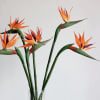 Do you want something exotic? This is perfrect for you. Beautiuful flowers!