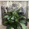 Living Plant 35&quot; or UP H x 30&#039;&#039; W With Bamboo Basket