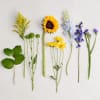 About Fields of Europe&reg; Summer
Inspired by the colorful charm of the European