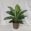 This hearty green plant is a perfect gift for home or office!