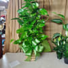 8&#039;&#039; potted plant in a basket with bow