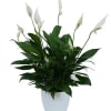 A ceramic container filled with a beautiful peace lily plant. Container may