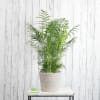 A simply elegant palm plant presented in a contemporary basket is the