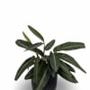 Select this unique and bold Calathea that is easy to care for