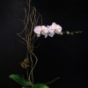 Single white phalenopsis plant in a barn wood cube accented with curly