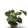 This vibrant green philodendron comes in a rustic wooden container, adding a