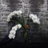 &quot;Fountain of Youth&quot; features graceful white orchid stems cascading elegantly from a