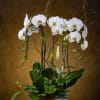 Four spikes of elegant Phalaenopsis orchids in a simple 11x5 white ceramic