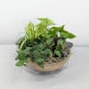 A mix of easy-care 2 inch terrarium plants in container, including saucer.
