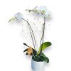 This luxury Phalaenopsis orchid gift features one fresh plant, boasting with two