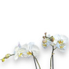 This luxury Phalaenopsis orchid gift features one fresh plant, boasting with two