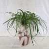 The ponytail plant is a popular houseplant known for its unique, bulbous