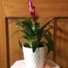 Long lasting Bromeliad plant. Averages 4-6&quot; tall. Easy to care for, durable