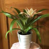 Long lasting Bromeliad plant. Averages 4-6&quot; tall. Easy to care for, durable