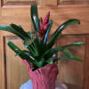 Long lasting Bromeliad plant. Averages 4-6&quot; tall. Easy to care for, durable