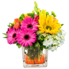 Spring into Summer this year with the Summer Rays! Filled with vibrant